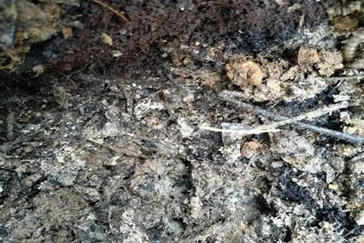 桑葚需要掌握的种植技巧 桑葚怎么种植比较好