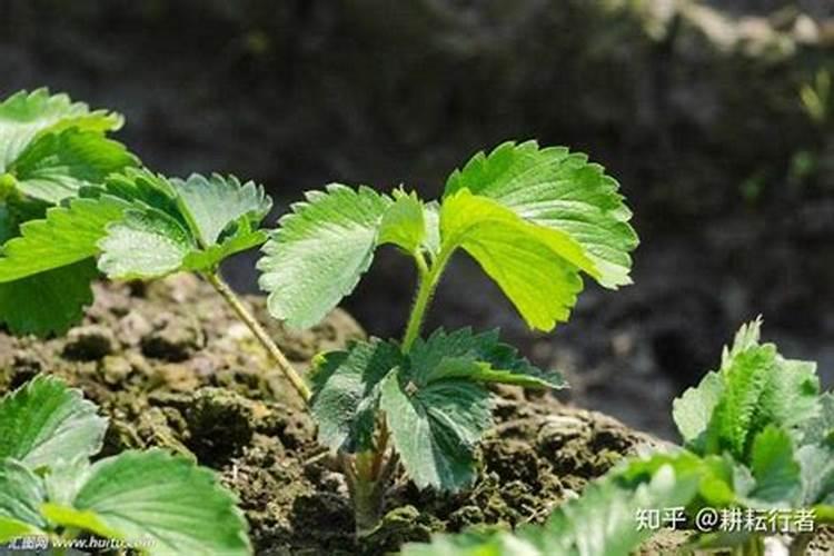 草莓用芸苔素内酯多长时间用一次