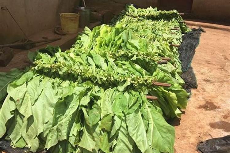 绿萝用什么肥料