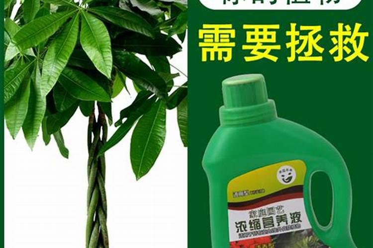 硼肥对玉米有什么作用