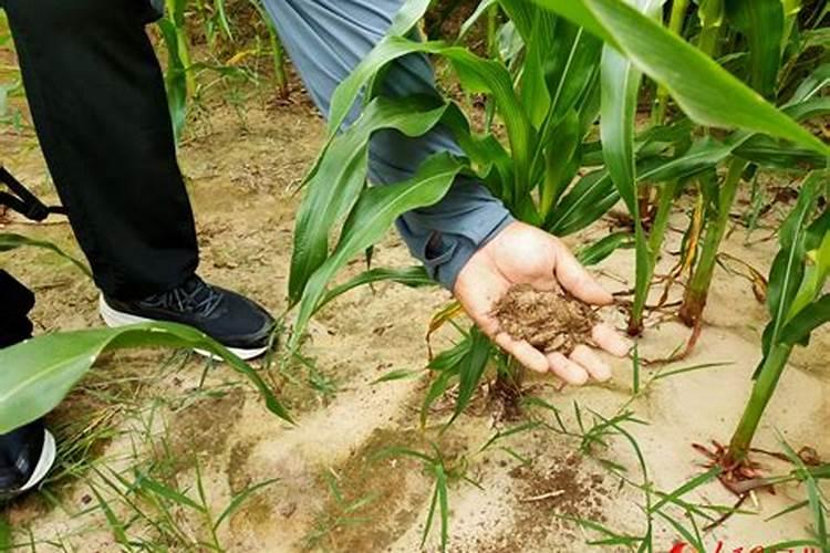 鉴别磷肥和钾肥的简易方法