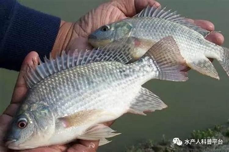 三角梅开花期间怎么施肥