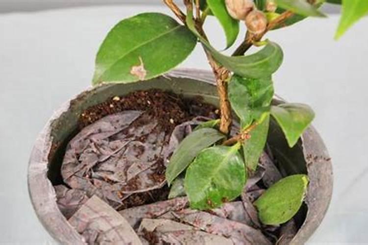 茶花怎么种 茶花种植方法与注意事项
