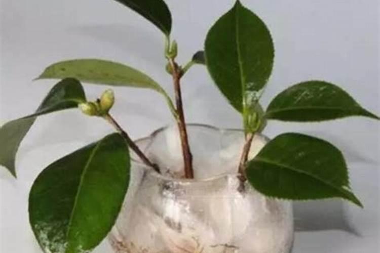 茶树花怎么养殖