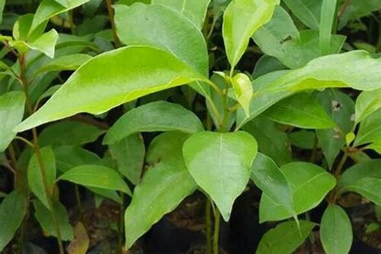 树叶怎么做肥料