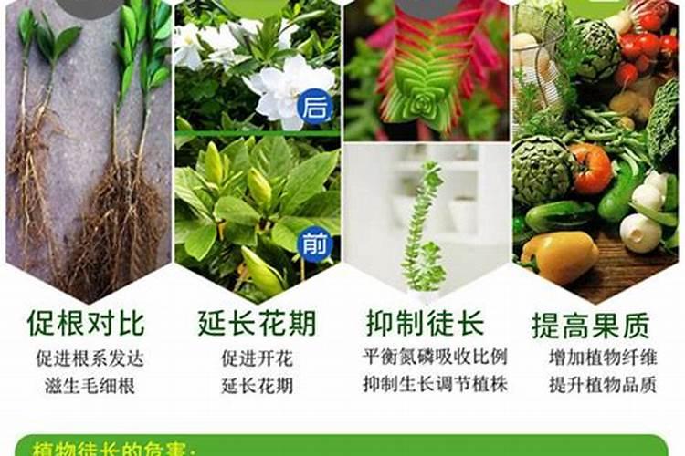 玉米叶面肥总浓度标准值