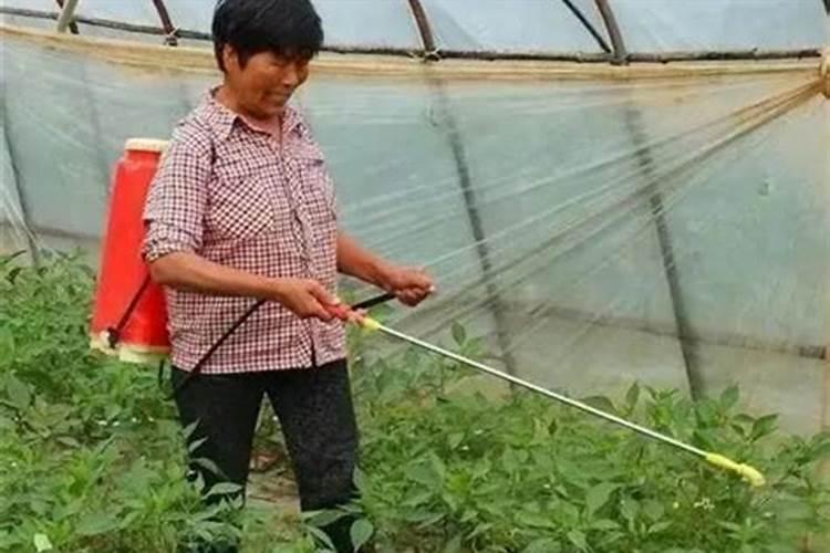 白芷种植技术及亩收益