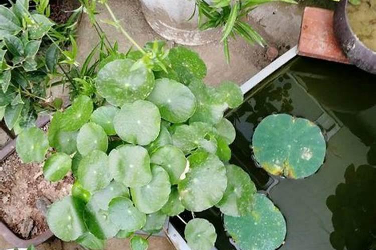 油茶树可以施复合肥吗