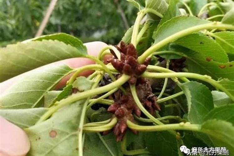 秋季大樱桃树盛果期施肥的方法与时间