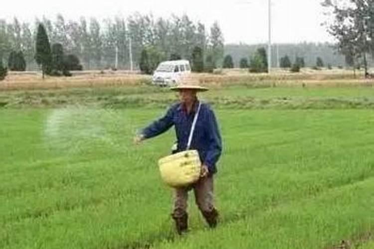 番茄果实膨大应该下什么肥料