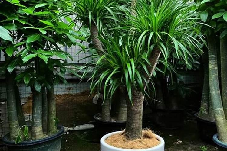 绣球花施什么肥