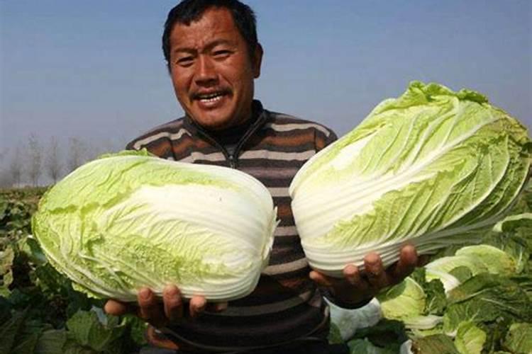 用多菌灵多久可以用肥料