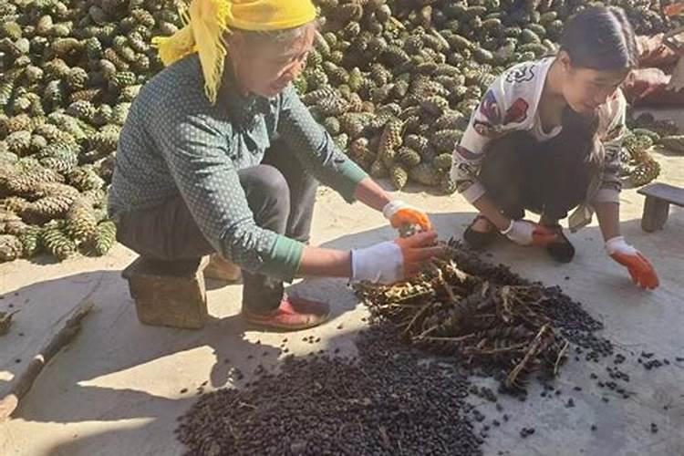 自家种番茄家里用什么肥料