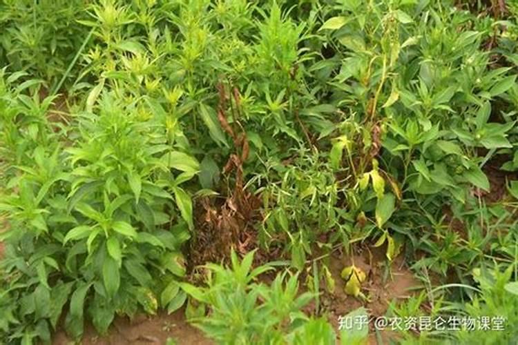 种植中药材施什么肥料好