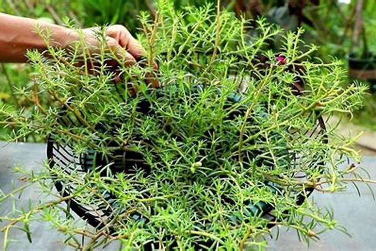 太阳花怎么使用复合肥