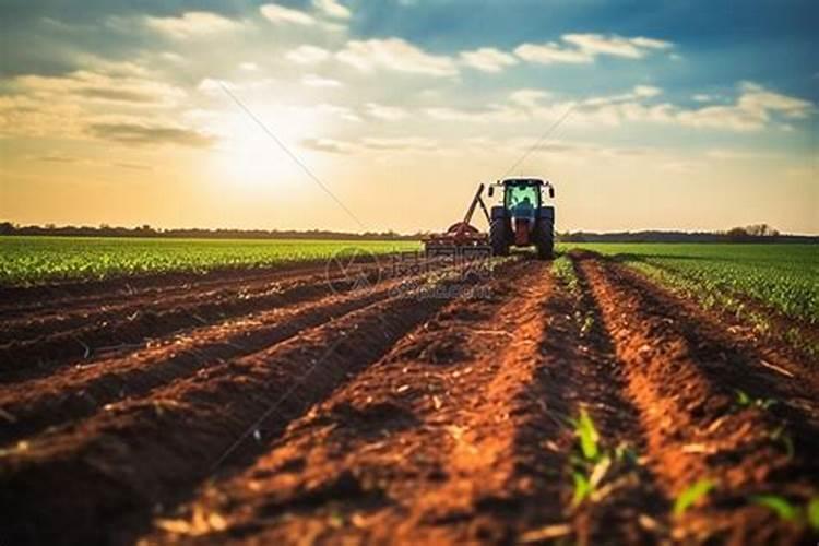 果树叶面肥什么时候喷比较好