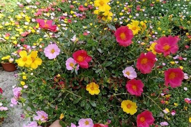 氮磷钾复合肥使用方法