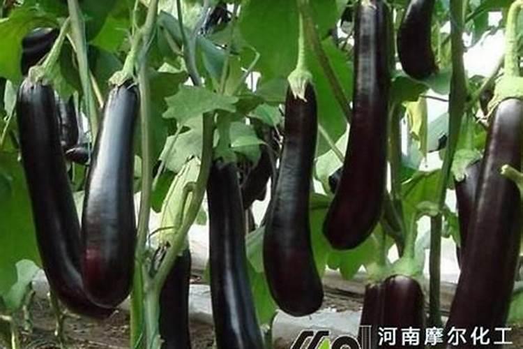 李子树哪时候适合施肥呢李子树什么时候施肥