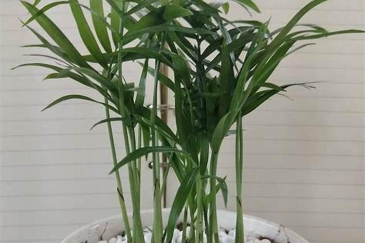 袖珍椰子如何施肥叶片肥厚翠绿