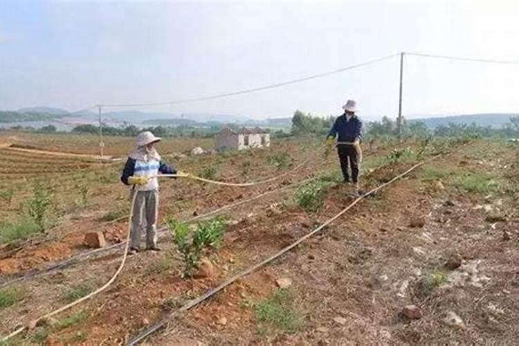 韭菜追肥,是用人粪尿好还是用草木灰好？两种肥料怎样使用？