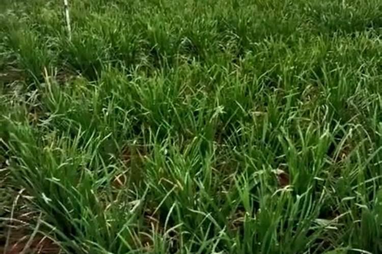 花椒树旱地水溶肥怎么施？