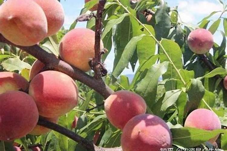 桃树结果期叶面喷什么好？桃树膨果期冲施什么肥料好？