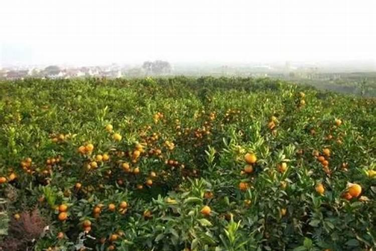 香菜种植施肥方法