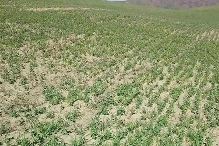 福进门水溶肥20公斤报价