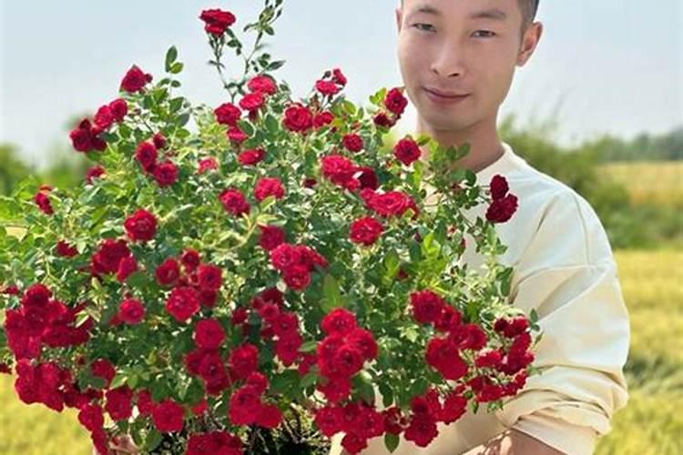 如何给月季花施肥