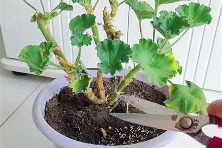 氮肥磷肥钾肥的作用