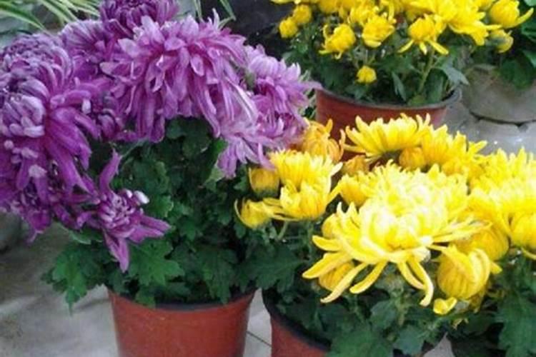 菊花施什么肥料长得好