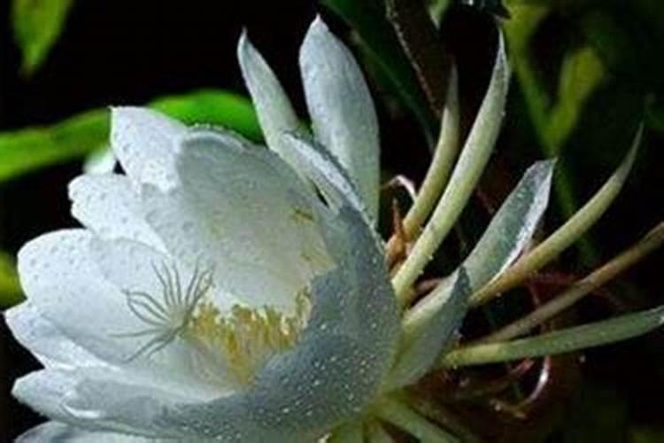 怎样让假昙花出花苞