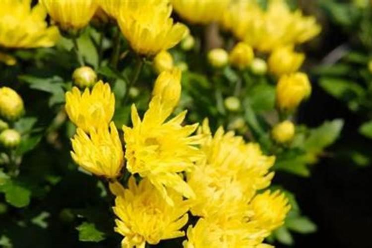 菊花什么时候施肥 菊花哪时候施肥比较好