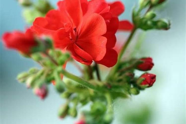 天竺葵用什么肥料