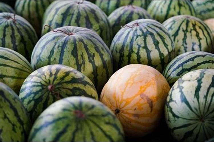 动物蛋白水解,酶法生产胶原蛋白、软骨素、HAP工艺简介