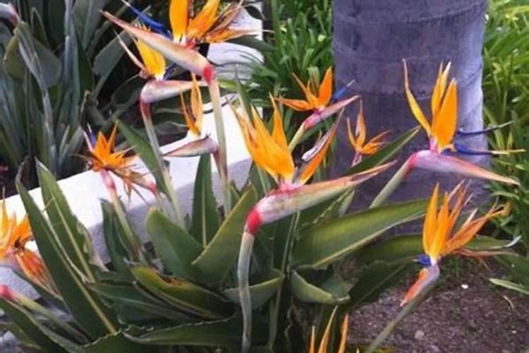 天堂鸟不开花如何施肥