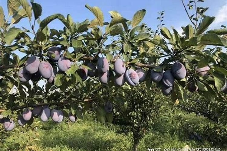 小白菜保产保质可以使用叶面肥吗？