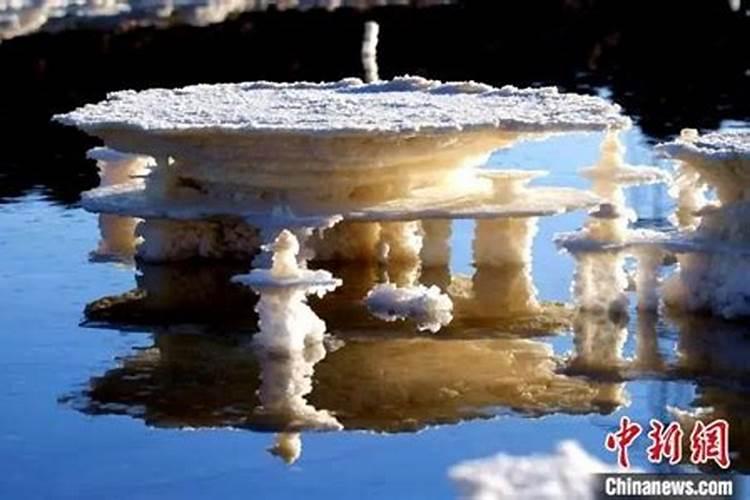 茶籽树什么时候施肥最佳