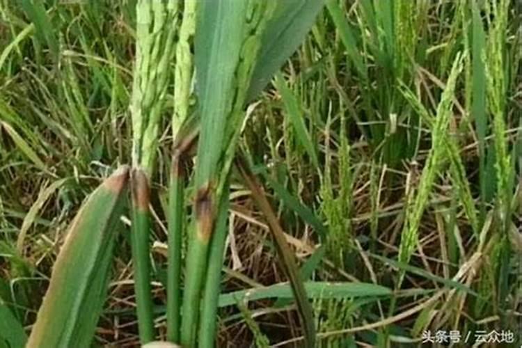 水溶肥粉剂和水剂哪个好？喜满地水溶肥怎么样？