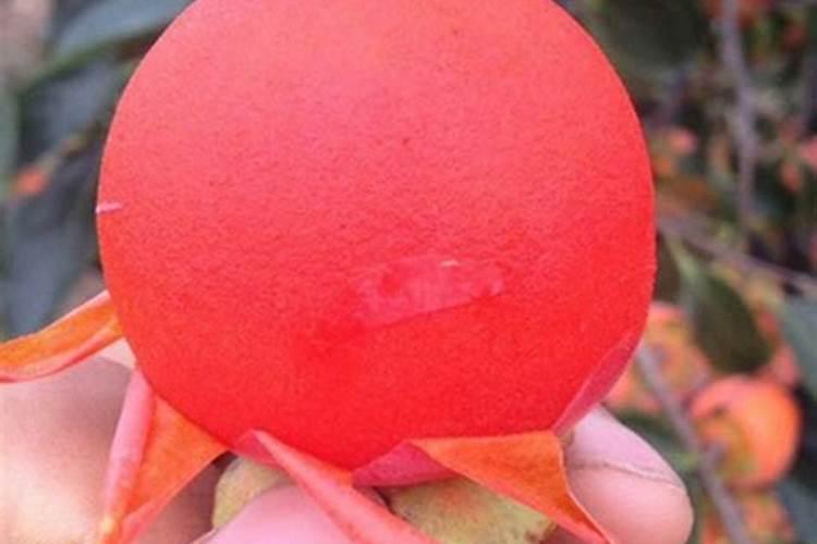 辣椒叶子卷曲要怎么治