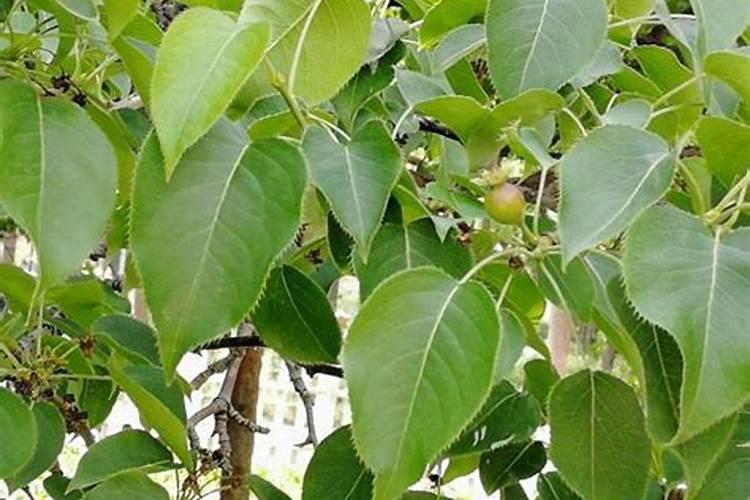 梨树硝酸磷钾啥时候施肥好