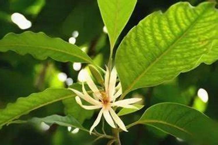 白兰花用什么肥料最好(白兰花怎么施肥长得快开花多)