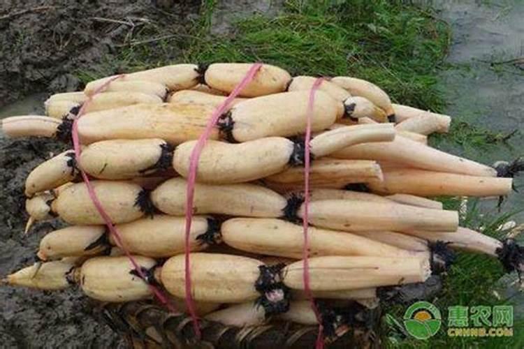 莲藕用什么肥料产量高 施肥方法有哪些