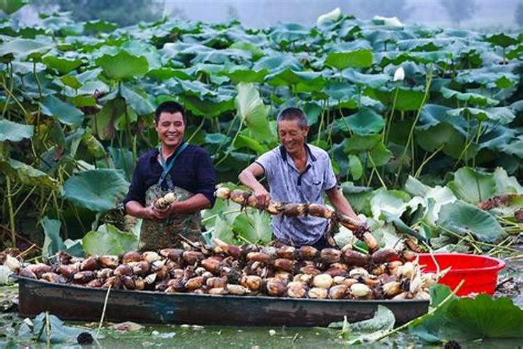 科学施肥才能高产,种植莲藕怎么合理施肥？