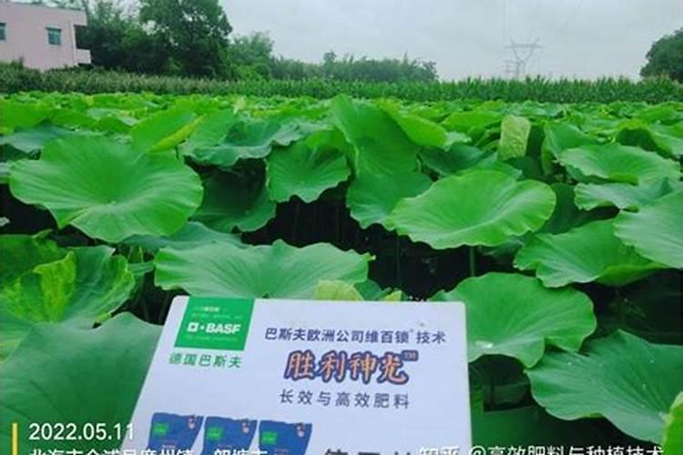 怎么养殖莲藕能高产 莲藕关键种植技术