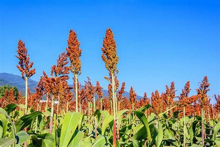 解药害用芸苔素快还是碧护快
