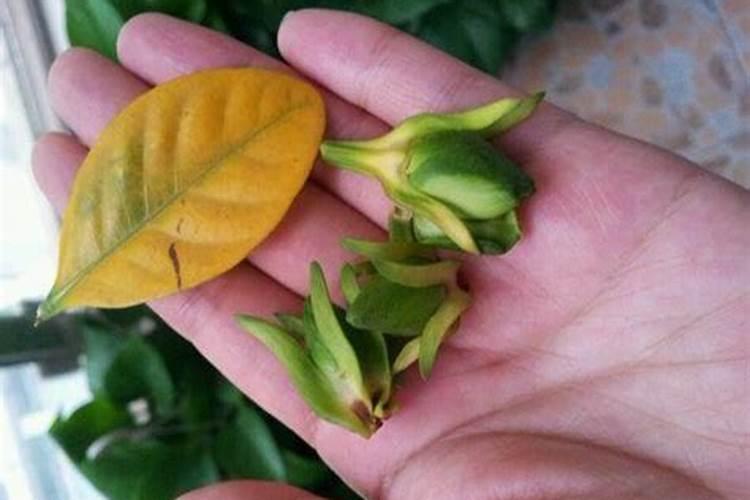 养花没有肥料别急着买,教你在家就能自制养花水果氮肥,效果超好!