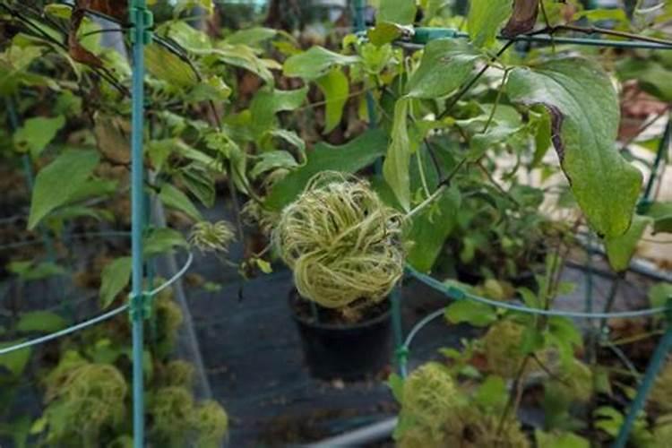 大豆打实心虫的时候加点叶面肥和膨大素可以吗？