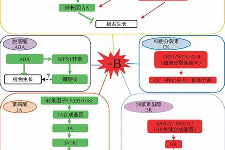 发财树施什么肥料好长得最快最茂盛(浇什么肥可枝叶旺盛)