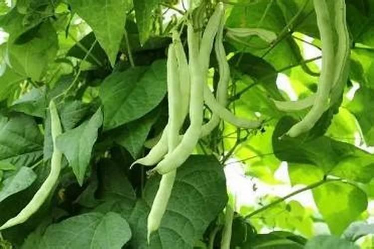 桃树补钙用什么好钙肥